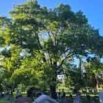 A photo of a large tree in Woodlawn Memorial Park in Guelph, Ontario.