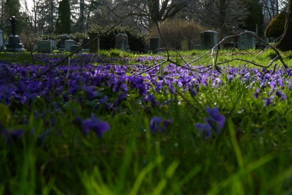 flowers in grass at woodlawn cemetery