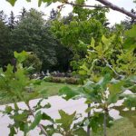 Majestic oak at Woodlawn Memorial Park cemetery in Guelph