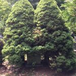 Shrub removals at Woodlawn Memorial Park Guelph