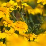 honeybee and wild flowers