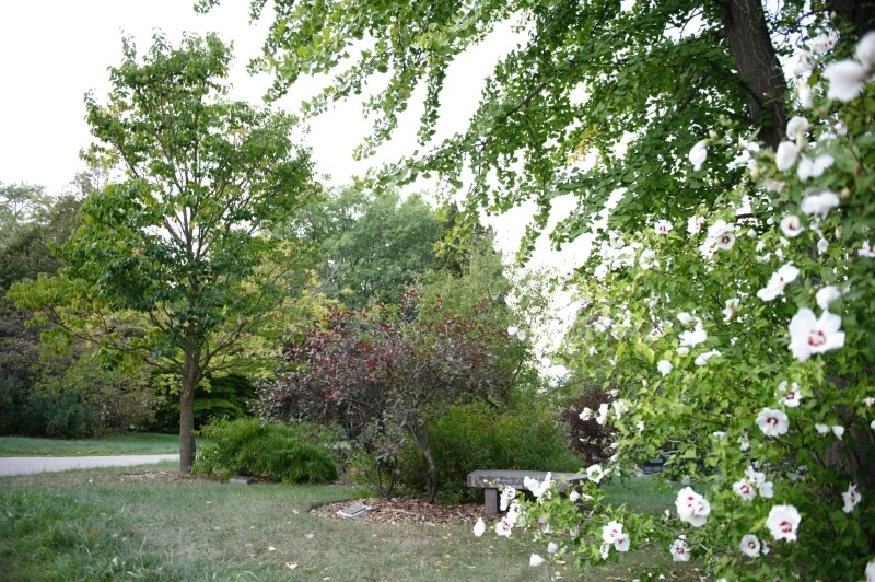 A photo of trees and a flowered shrub at Woodlawn Memorial Park.
