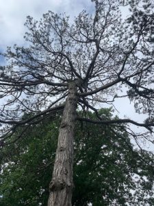 Woodlawn’s History Is Deeply Rooted In Trees