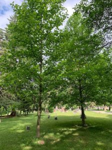 Woodlawn’s History Is Deeply Rooted In Trees