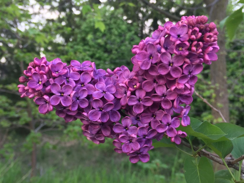 Dark purple lilacs