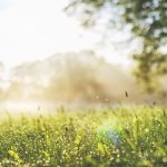 A meadow with sunshine.