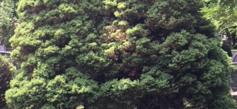 Shrub Removals At Woodlawn Memorial Park