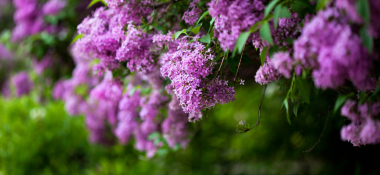 Lilac Remembrance Service at Woodlawn Memorial Park