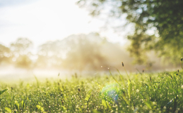 Embracing Green Burial: A Natural Choice at Woodlawn Memorial Park