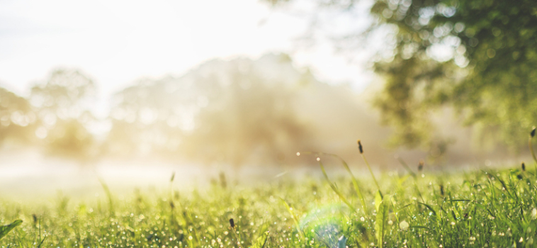 Embracing Green Burial: A Natural Choice at Woodlawn Memorial Park