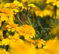 Honeybees, Sweet Memories, and Woodlawn Memorial Park