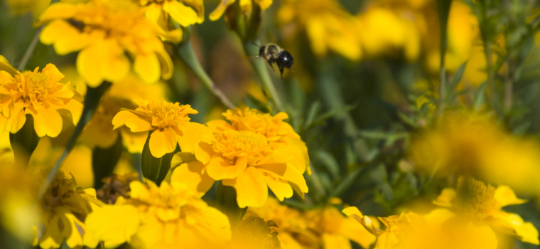 Honeybees, Sweet Memories, and Woodlawn Memorial Park